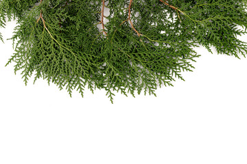 Fresh cypress branch isolated on white background.