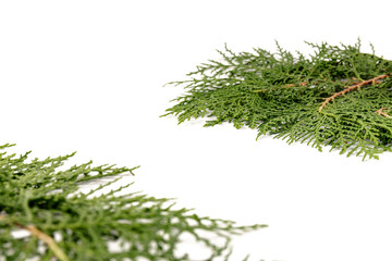 Fresh cypress branch isolated on white background.