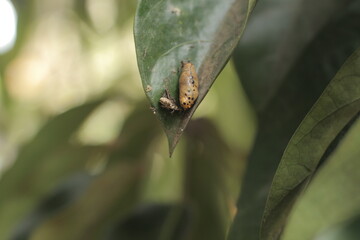 The cocoon or pupa is one of the stages of insect life that undergoes metamorphosis.