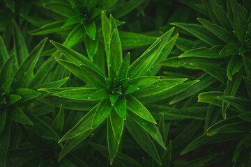 leaves of a plant