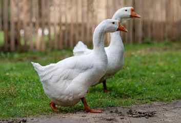 Two white geese walk down the farmyard