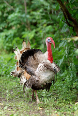 Turkey cock in village