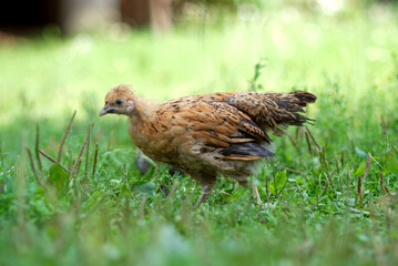 Young brown chicken in the grass