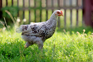Young gray chicken walks on the farmyard