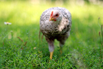 Young chicken in shadow