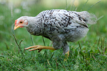 Young  chicken looking for food in grass