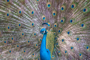 Obraz premium Peacock, beautiful peacock sporting its colors and all the details in nature. natural light, selective focus.