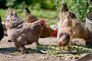 Group of chickens eating on farmyard in sunny day