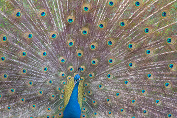 Fototapeta premium Peacock, beautiful peacock sporting its colors and all the details in nature. natural light, selective focus.