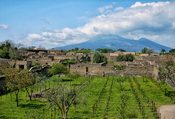 Vineyard with view at Vesuvius from Herculaneum - 455954418