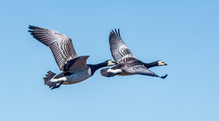 Barnacle Geese (Branta leucopsis) at colony in Barents Sea coastal area, Russia