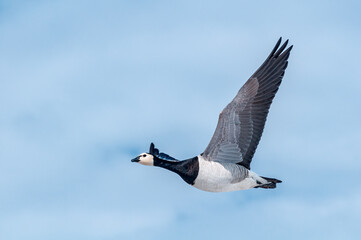 Barnacle Goose (Branta leucopsis) at colony in Barents Sea coastal area, Russia