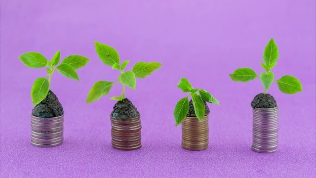 Stop motion animation of row coins with green plant withers and springing to life 4K Time Lapse Plant Growing on Money coins Business growth investment Concept