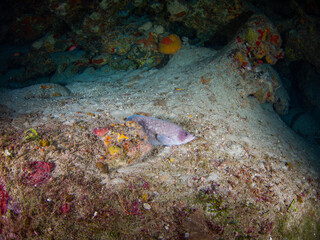 Greater soapfish (Grand Cayman, Cayman Islands)
