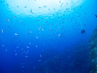School of Creole wrasse in a middle of blue water (Grand Cayman, Cayman Islands)