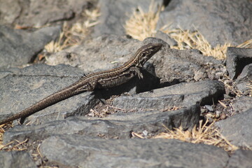 lizard on a rock