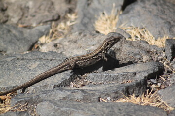 lizard on a rock