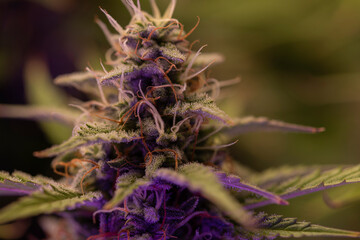 Cannabis Plant With Trichomes, Indoor Grow, Marijuana Harvest, Sativa and Indica