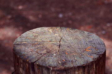 Cross section of tree trunk. Grey old stump in autumn forest. Wooden background.