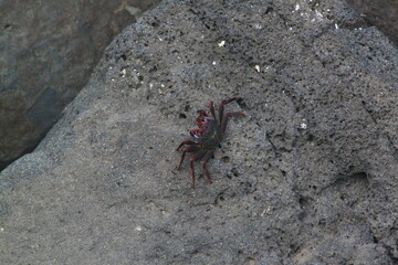 close up of crab