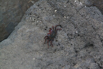 close up of crab