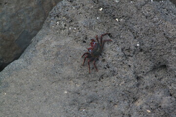 close up of crab