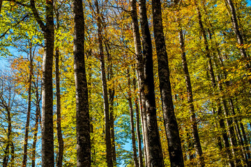 The Irati forest, in the Pyrenees Mountains of Navarra, in Spain, a spectacular beech forest in the...