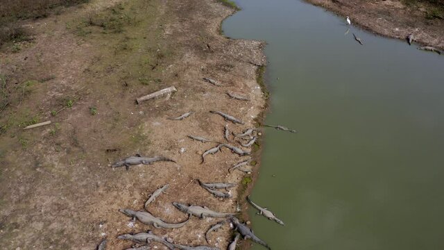 Severe drought turns the Amazon rain forest and wetlands into small ponds with many Yacare Caiman alligators struggling along the shore - aerial flyover