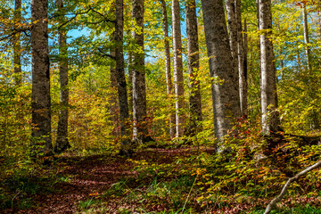 Fototapeta na wymiar The Irati forest, in the Pyrenees Mountains of Navarra, in Spain, a spectacular beech forest in the month of October