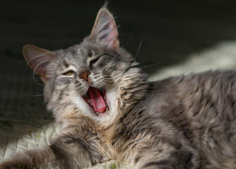 A yawning, Lazy funny cute fluffy cat. A gray striped cute kitten with beautiful eyes. Pets. A sunny day