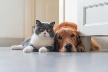 British Shorthair and Golden Retriever get along friendly