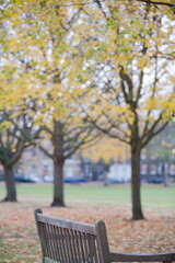Brown bench in autumn park