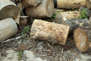 Tree stumps for preparation of cutting firewood. The stumps of the tree trunk are harvested on the street.