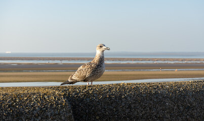 Young Common Gull at the low tide of the Irish Sea