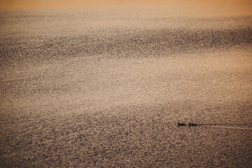 Ducks swimming in the water