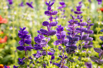 Fototapeta premium Group of Beautiful blue salvia viridis flowers with green leaves on the flower bed in a garden in summer