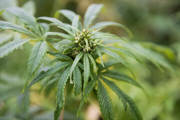 weed plant green marihuana close-up