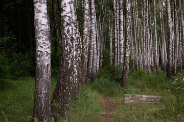 Obraz premium landscape of birch grove