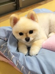 puppy in a basket