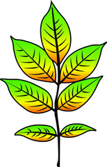 ash leaf vector colour autumn