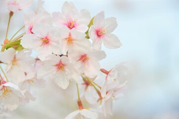 Close up on beautiful cherry blossoms in full bloom