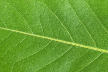 Fototapeta na wymiar Green leaf macro texture background 