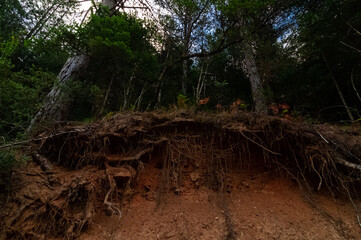 Pine Tree Landscape Underground Root System