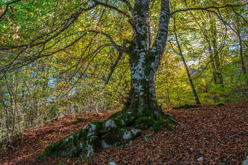 The Irati forest, in the Pyrenees Mountains of Navarra, in Spain, a spectacular beech forest in the month of October