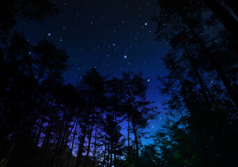 Fototapeta premium 森から見上げる星空、創造アート