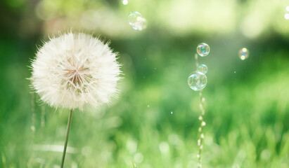 dandelions soap bubbles in a blur