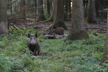 Obraz na płótnie Canvas wild boar in the forest