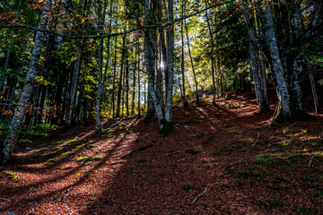 The Irati forest, in the Pyrenees Mountains of Navarra, in Spain, a spectacular beech forest in the month of October