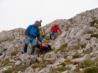 A group of hikers with backpacks, hiking in a beautiful mountainous area with their dogs