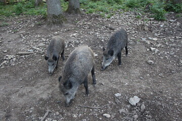 wild boar in the forest